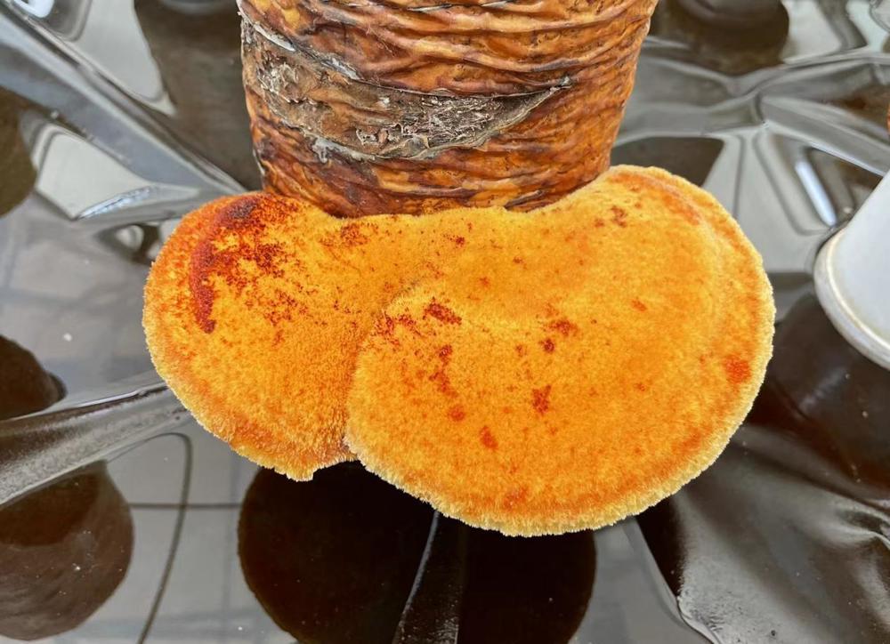 mmexport1683460170171 mmexport1683460170171